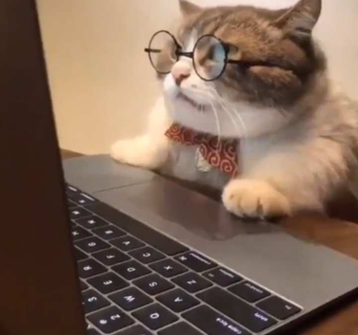 chat devant ordinateur