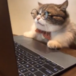 chat devant ordinateur