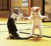 chatons danseurs