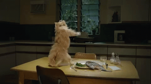 tenor_chat dansant à côté d'une assiette de poissons